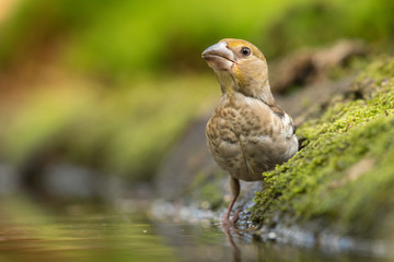 Hawfinch drinking