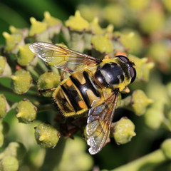 Hoverfly (Myathropa florea) female on ivy, Cornwall, England, UK.