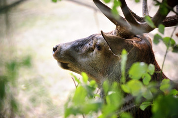 Portrait of adult Deer in the trees