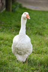 White goose with orange beak stands on green grass