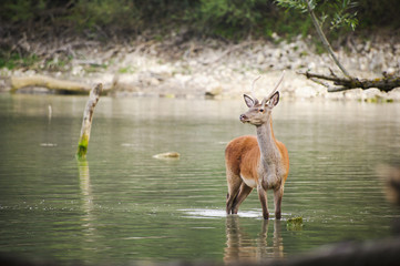 Young Deer in Barrea Lake at Sunset