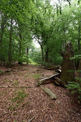Urwald Insel Vilm, Biosphärenreservat