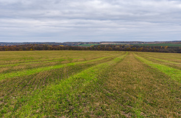 Autumnal landscape with harvested cereals field in Sumskaya oblast, Ukraine