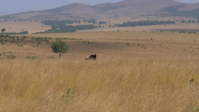 Ostrich Grazing In Tall, Dry Grass African Savannah Masai Mara, 4K