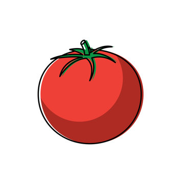 tomato vegetable fresh health raw tasty vector illustration