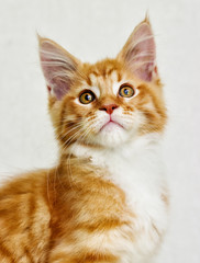 portrait of the maine coon striped kitten