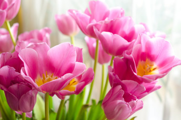 Obraz na płótnie Canvas pink tulips close up
