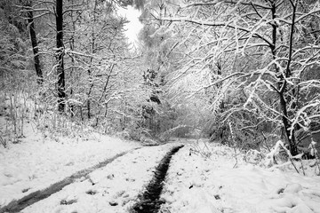 pierwszy mokry śnieg na Warmii © Janusz Lipiński