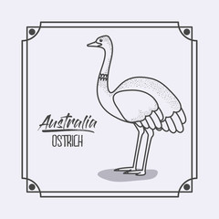 Fototapeta premium australia ostrich in frame and monochrome silhouette vector illustration