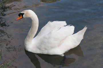 Graceful white swan is swimming through the lake