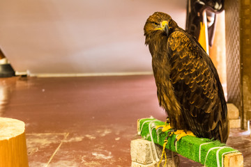 The brown eagle sits in full growth