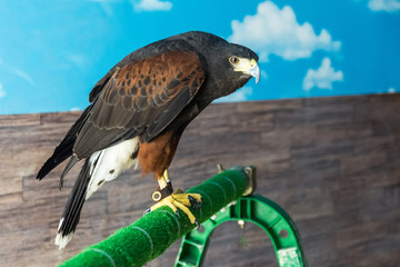 The brown eagle sits in full growth