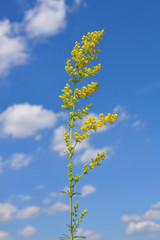 Echtes Labkraut (Galium verum)