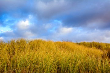 Natural rural background with grass under cloudy sky.