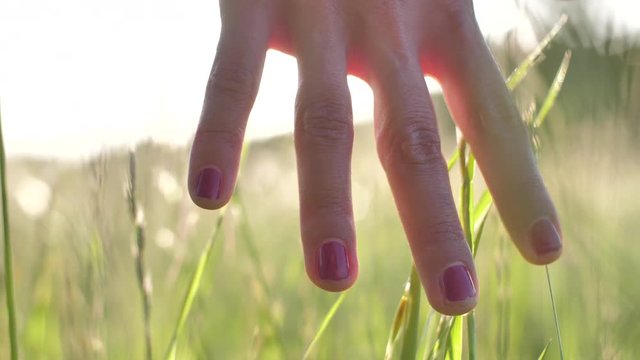 Woman's Hand In The Grass