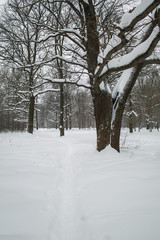 Snowy oak alley