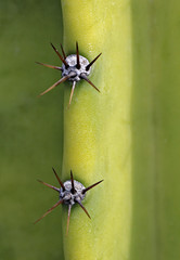 Prickly