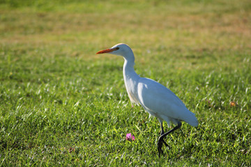 Bird walking on grass