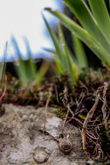 Snail