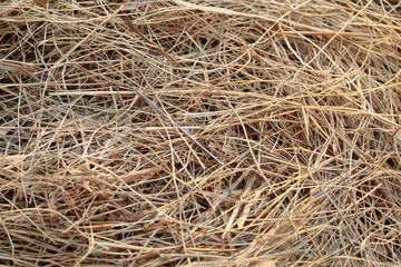 needle in a haystack/ needle in a haystack