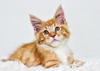 cute red tabby kitten