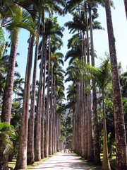 Palm Trees in Rio