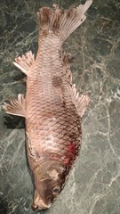 fish, fish, food, nature, raw, catch, fresh, sea, healthy, animal, river, background, wildlife, food, close-up, food, market, white, sea, food, outdoors, frozen, ingredient, freshwater, large scale, c