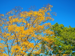 青空と晩秋の欅