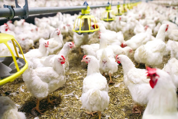 Indoors chicken farm, chicken feeding