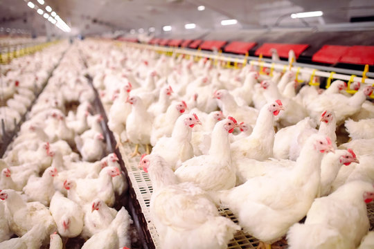 Indoors chicken farm, chicken feeding