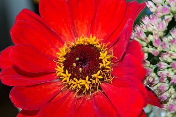 Red zinnia flower in garden bouquet, bright autumn bloomer