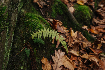 Leaves on green fern in the rain forest. Background of nature