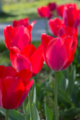 Flowers of red tulips