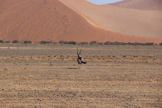 Oryx in the desert