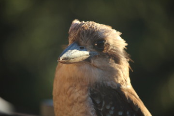Kookaburra Closeup