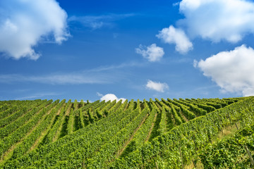 Fototapeta na wymiar Rows of green vine against blue sky