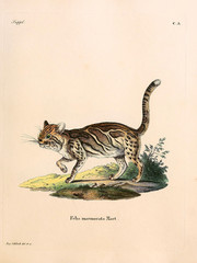 Mammals of the family Felidae. © ruskpp