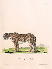 Mammals of the family Felidae. © ruskpp