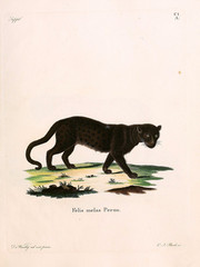Mammals of the family Felidae. © ruskpp