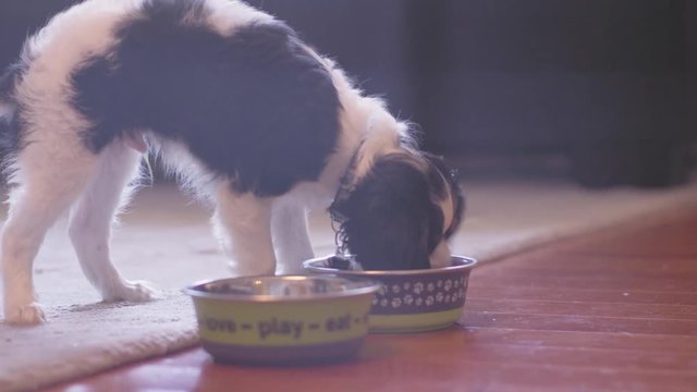 An adorable puppy walks up to his food bowl, and begins to eat from it in a frantic pace