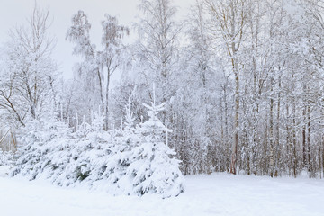 Winter trail between birches and Christmas trees in blue tones.