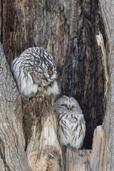 エゾフクロウの夫婦