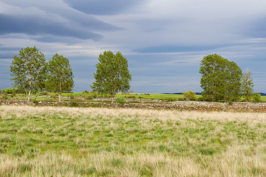 Landscape with Meadows and Stone Fences in Spring 