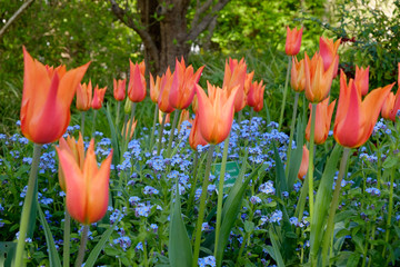 Tulipa Ballerina