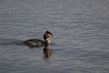 The Great Crested Grebe with fish. Ukraine, 2017. The Great Crested Grebe is a medium to large aquatic bird, and is the largest of the grebes. It has a long neck 