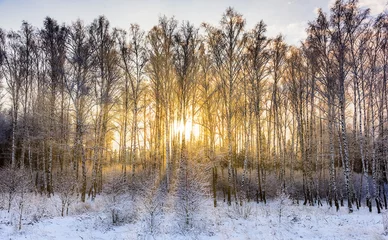 Foto auf Leinwand sun rays sunrise trees © dbrus