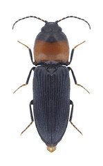 Beetle Cardiophorus ruficollis on a white background