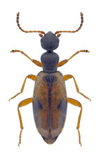 Beetle Cordicomus gracilis on a white background