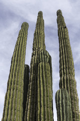 looking up at a tall cardon cactus plant