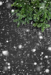 Christmas tree branches Winter holidays background falling snow